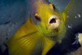   This Spanish Hogfish wanted me back up. Taken 100 macro lens Canon 40D Ikelite housing strobes. up strobes  